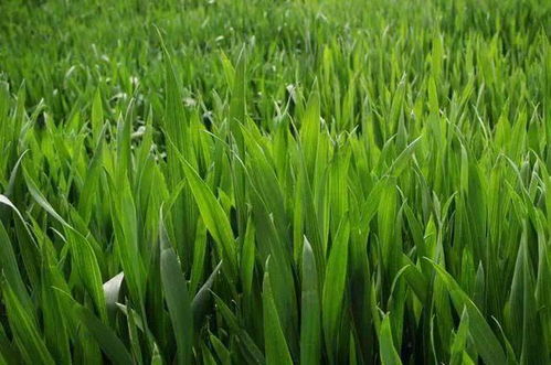 秋冬種及冬季農業開發農技行動啟動實施，推動農業種植技術升級
