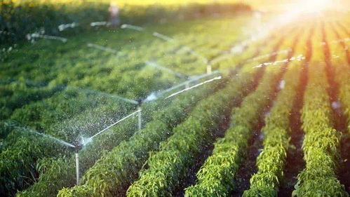 長江中下游種植業災后恢復生產技術指導意見