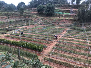 樂山地杰農(nóng)林科技 深耕油茶種植基地，以技術(shù)創(chuàng)新驅(qū)動(dòng)產(chǎn)業(yè)高質(zhì)量發(fā)展