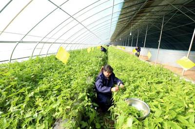 春事看農(nóng)桑丨播下好種子，豐收有底氣——論農(nóng)業(yè)種植技術(shù)開發(fā)的時(shí)代使命